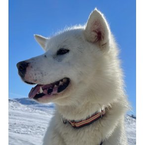 Hundehalsbnd NY 30 mm med reflex ass. farver / qalipaatit assigiinngitsut