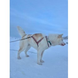 Kitaamiusut anussiaq Issuneq refleks-ilik / Grnlandsk hundesele med reflex rd bundfarve