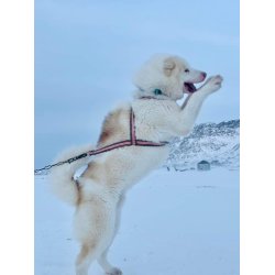 Kitaamiusut anussiaq Issuneq refleks-ilik / Grnlandsk hundesele med reflex rd bundfarve