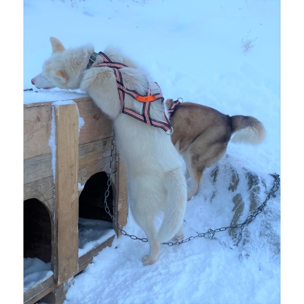 Alaskamiusut anussiaq Issuneq refleks-ilik / Alaska hundesele med refleks