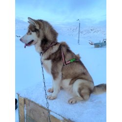 Kitaamiusut anussiaq Issuneq refleks-ilik / Grnlandsk hundesele med reflex rd bundfarve