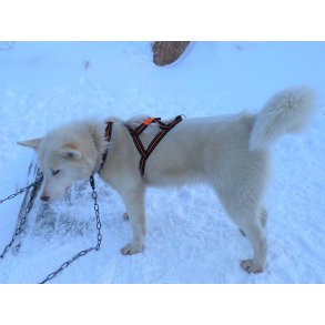 Alaskamiusut anussiaq aminneq refleks-ilik / Alaska hundesele tynd med refleks